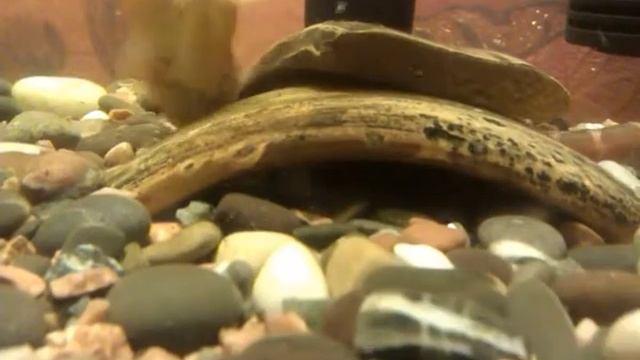 My Aquarium: №4 - Макрогнатус и Акантофтальмус / Makrognatus and Acanthophtalmus смотреть онлайн