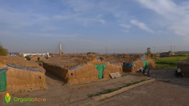 Button Mushroom ne banaya CARORPATI | मशरूम की खेती ? A to Z Information in Hindi / English смотреть онлайн