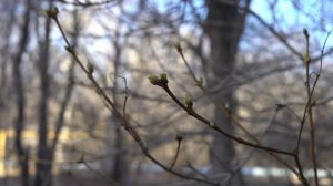 Первые обработки в саду. Фаза зеленого конуса