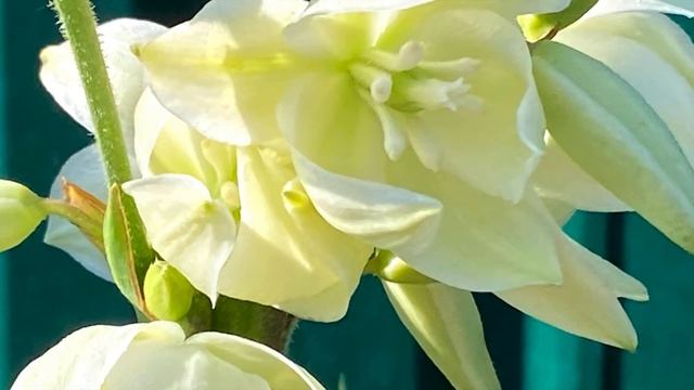 КРАСИВАЯ КЛУМБА СВОИМИ РУКАМИ/ ПЕРЕСАДКА И РАЗМНОЖЕНИЕ ЮККИ И ХОСТЫ смотреть онлайн