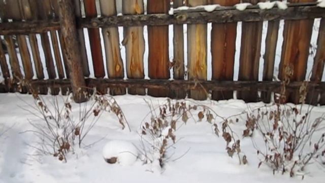 Приехал на участок в новом году и обнаружил подарок - маленькие щенята смотреть онлайн