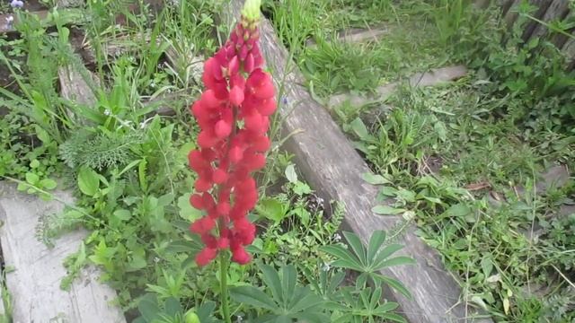 Красный люпин продолжает цвести. смотреть онлайн