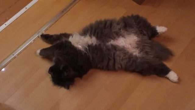 Кошка спит в проходе... Совсем страх потеряла! 10.12.2016, 20:02