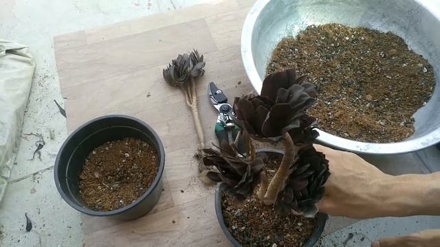 Aeonium Arboreum Zwarktop | Repot And Growth Update | Hindi |  Videshi Gardening