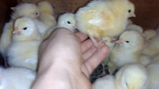 цыплята адлеровская серебристая порода кур смотреть онлайн