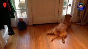 К чему воет собака? Народные приметы.