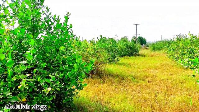 The Famous Lemon 🍋 Garden Views In Dera Ismail khan | lemon Chicken Recipe #vlog15 смотреть онлайн