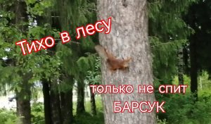 Тихо в лесу