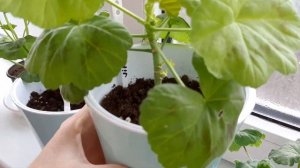 Пеларгония после зимней и весенней обрезки. Как обрастает пеларгония после формировки.