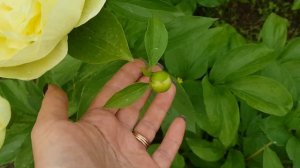 ЖЕЛТЫЕ ПИОНЫ. МОЙ ВЫБОР.