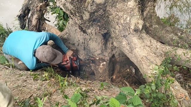 Máy cưa G540 chế bô thông gió, cắt gốc gỗ khủng cực sướng. смотреть онлайн