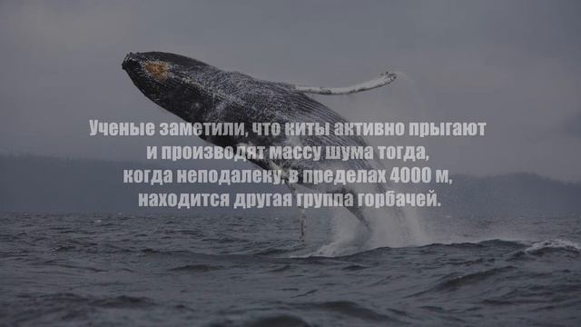 Киты смотреть онлайн