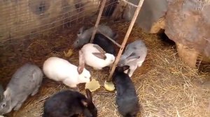 Кролики в яме 31.03.2017 ЛИЧНЫЙ ОПЫТ (СОВЕТЫ НАЧИНАЮЩИМ!!!)