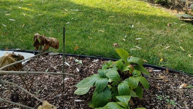 Останні прибирання, йдуть морози... смотреть онлайн