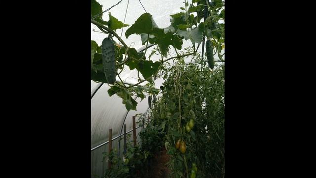 ЗОЗУЛЕНОК F1 - отличный огурец для теплиц смотреть онлайн