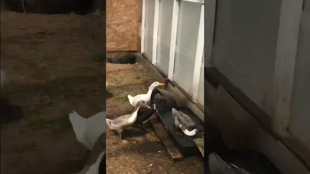 Утка индийский бегунок смотреть онлайн