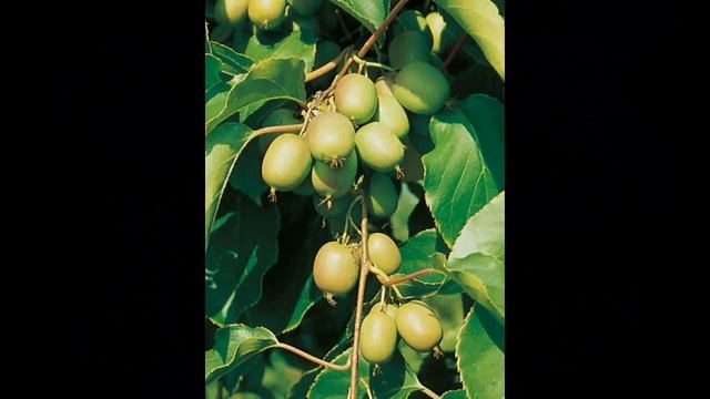 #Актинидии7 Декоративные #лианы13 #многолетники Декоративные растения смотреть онлайн