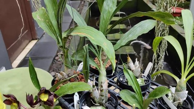 Catasetum Tenebrosum