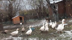 ВСЕ ПРО ПОРОДУ ГУСЕЙ ЛИНДА