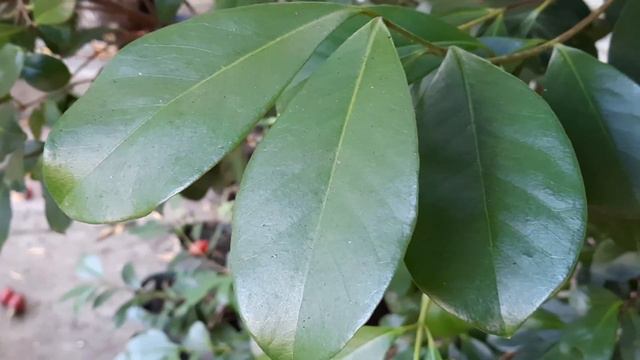 ⚪BENEFICIOS del ARAZÁ AMARILLO (ARAÇÁ AMARELO) (LEMON GUAVA, YELLOW CHERRY GUAVA BENEFITS)🍋❤️ (2021 смотреть онлайн