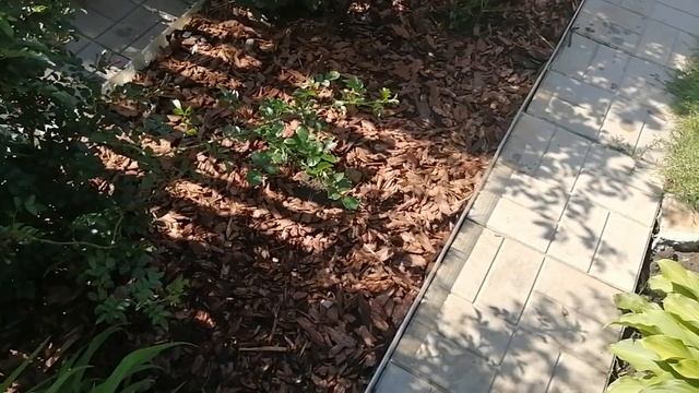 Розы. Мульча из коры лиственницы. Посадила шрабы Rokoko, Telethon, Prix P.J. Redut, Colett и др.