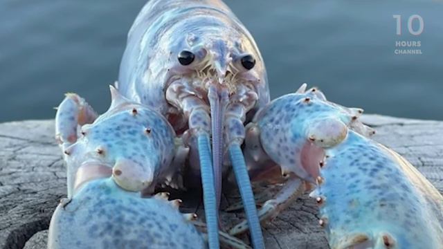 Blue Lobster (meme) 10 HOURS смотреть онлайн