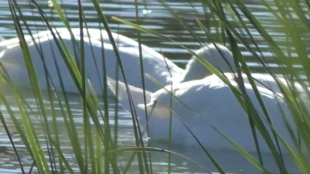 Рыбалка после дождя . My fishing. смотреть онлайн