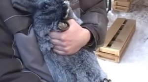 Спаривание кроликов