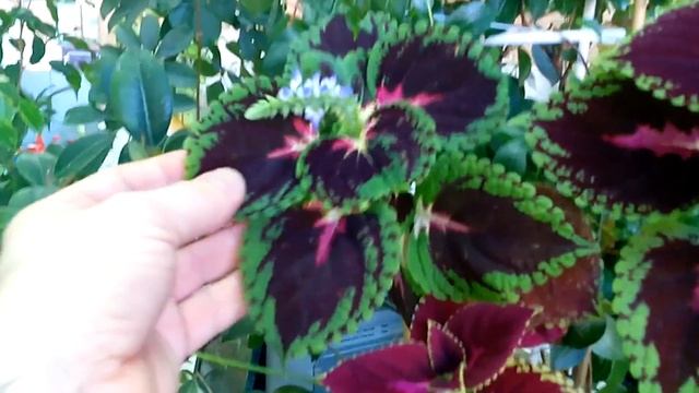 Цветение Колеуса смотреть онлайн