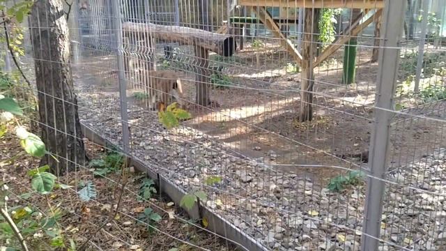 Ульяновский зоопарк. смотреть онлайн