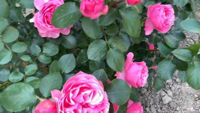 Роза «Леонардо да Винчи» (Rosе «Leonardo da Vinci») Meilland г. Киев июнь 2021 г. смотреть онлайн