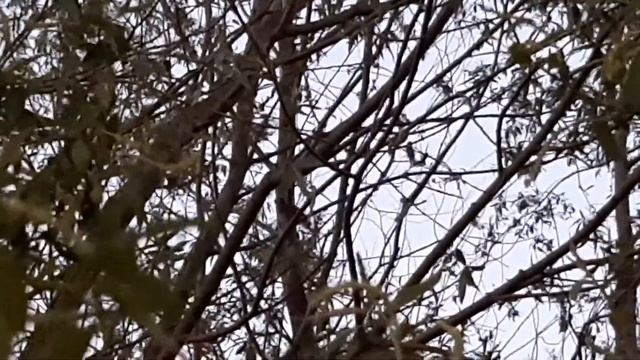 Соловей поёт смотреть онлайн