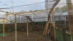 Выгул с навесом для кур и цыплят  своими руками // "Мое подворье"