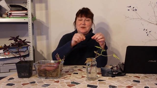 Как правильно выращивать батат смотреть онлайн