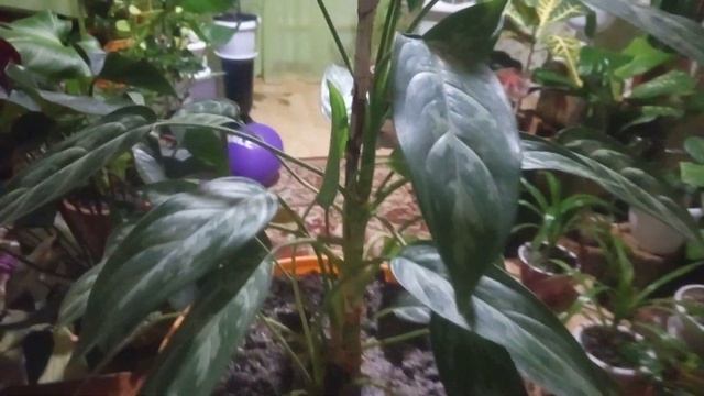 Комнатные цветы.Почему аглоонема скручивает листья? смотреть онлайн