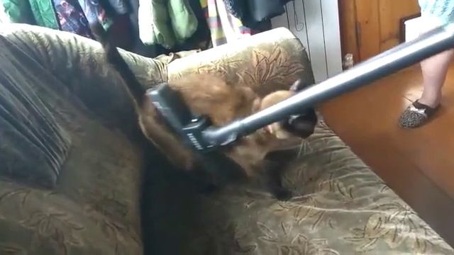 Инструкция как избавиться от шерсти животных смотреть онлайн