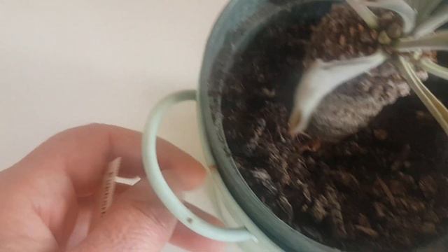 Ядовитые эуфорбии.Зимовка суккулентов.Уход за эуфорбиями..335 смотреть онлайн