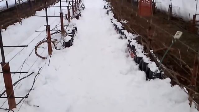 виноград Новороссии 4. Часть 1 смотреть онлайн