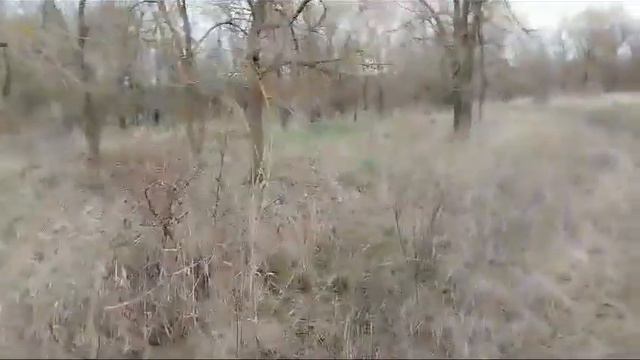 29.12.2023 охота на фазана#дратхаар#курцхаар#охота#зима смотреть онлайн