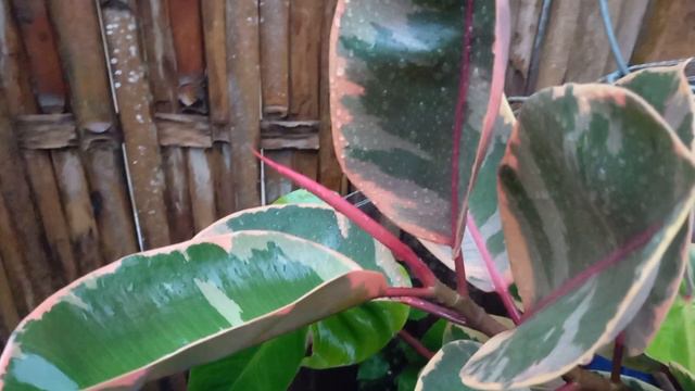 How to grow Ficus Elastica ruby | How To Care For Ficus elastica "Ruby" (Variegated Rubber Tree) смотреть онлайн