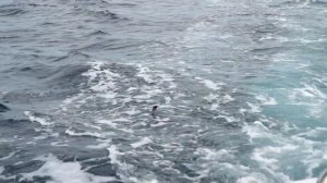 Рыбалка на голубого тунца на Сахалине. Как поймать?