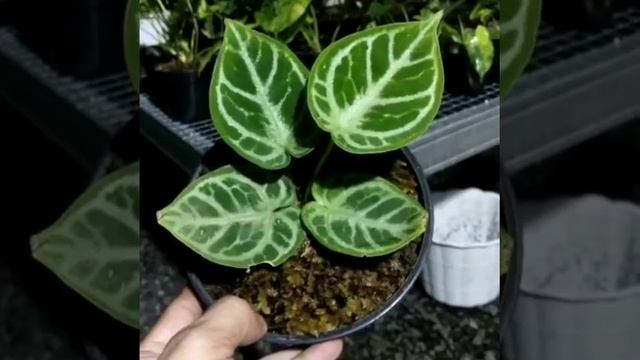 ANTHURIUM DORAYAKI SILVER смотреть онлайн