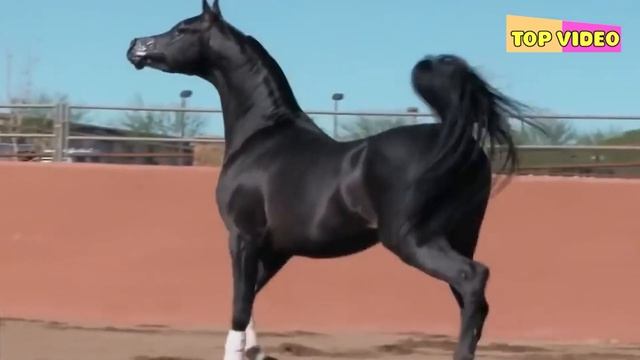 Самая красивая лошадь. Арабский скакун