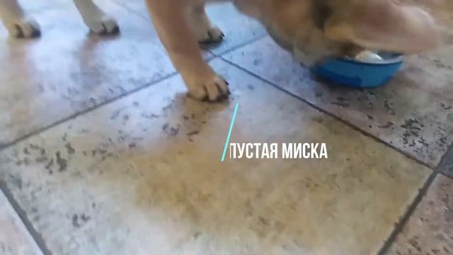 Натуральное питание для французского бульдога смотреть онлайн