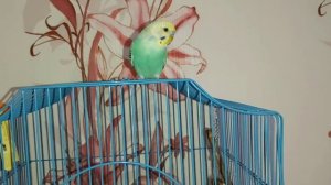 Как ПРИРУЧИТЬ попугая/ 100% результат/ мой опыт и советы