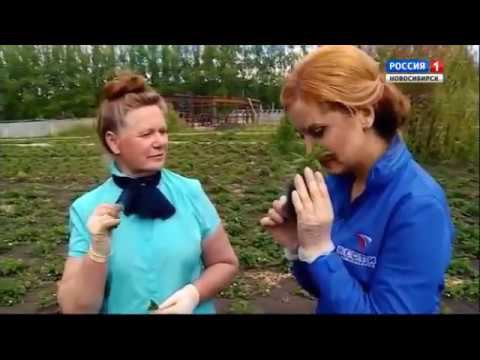 Пряно-вкусовые растения. Шубина Людмила Николаевна. Сад Шубиной. смотреть онлайн