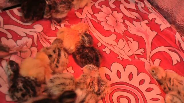 Разведение перепелок в домашних условиях . смотреть онлайн