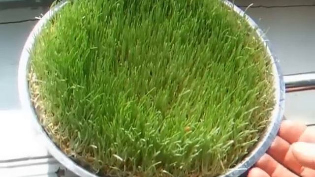 Проращиваем зерно для кур - первый опыт смотреть онлайн