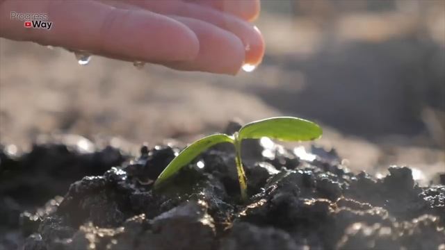 1 ЛОЖКУ НА ВЕДРО И ЗЕМЛЯ КАК НОВАЯ! ПРОЛЕЙТЕ ЭТИМ ЗЕМЛЮ ОСЕНЬЮ ДЛЯ ОБИЛЬНОГО УРОЖАЯ ВСЕГО! смотреть онлайн