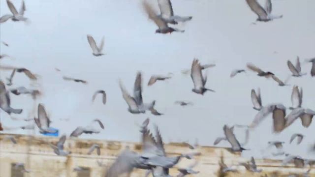Multan computer ghar College Of information Technology смотреть онлайн